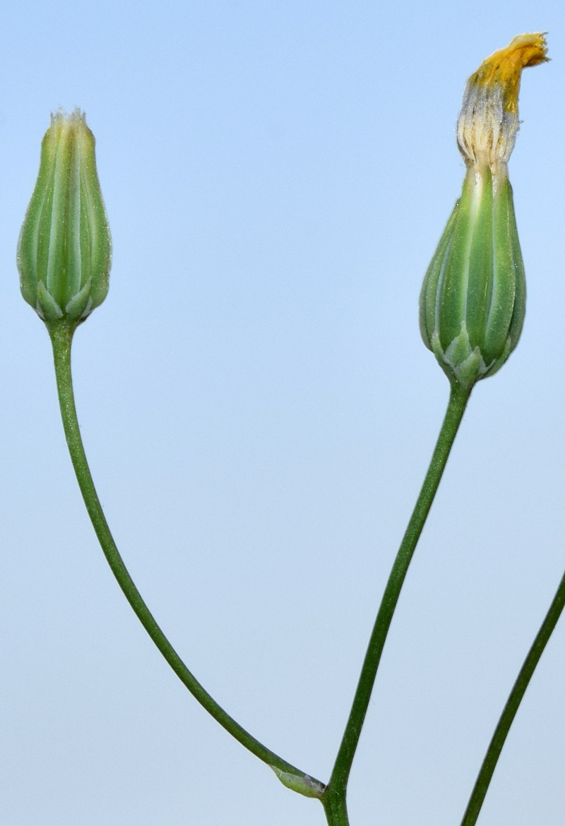 Изображение особи Crepis pulchra ssp. turkestanica.