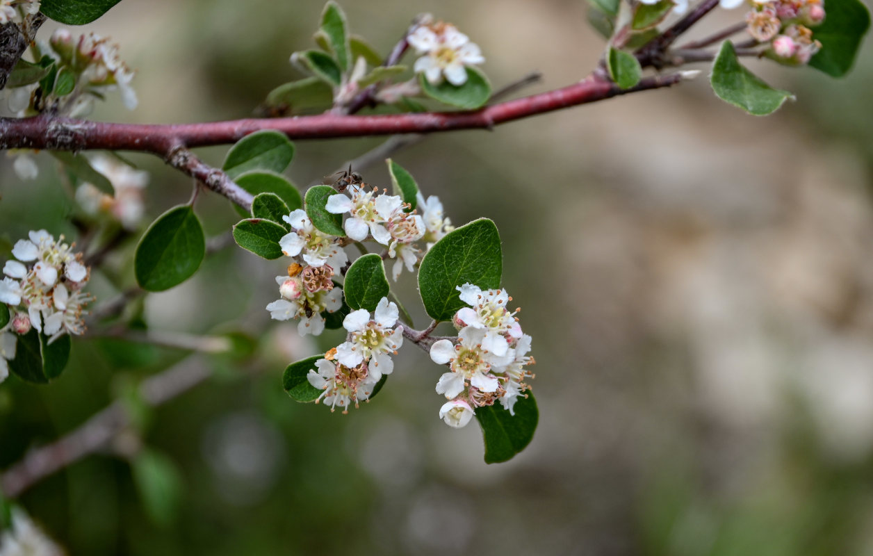 Image of Cotoneaster integerrimus specimen.