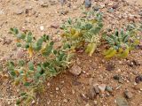 Zygophyllum rosowii
