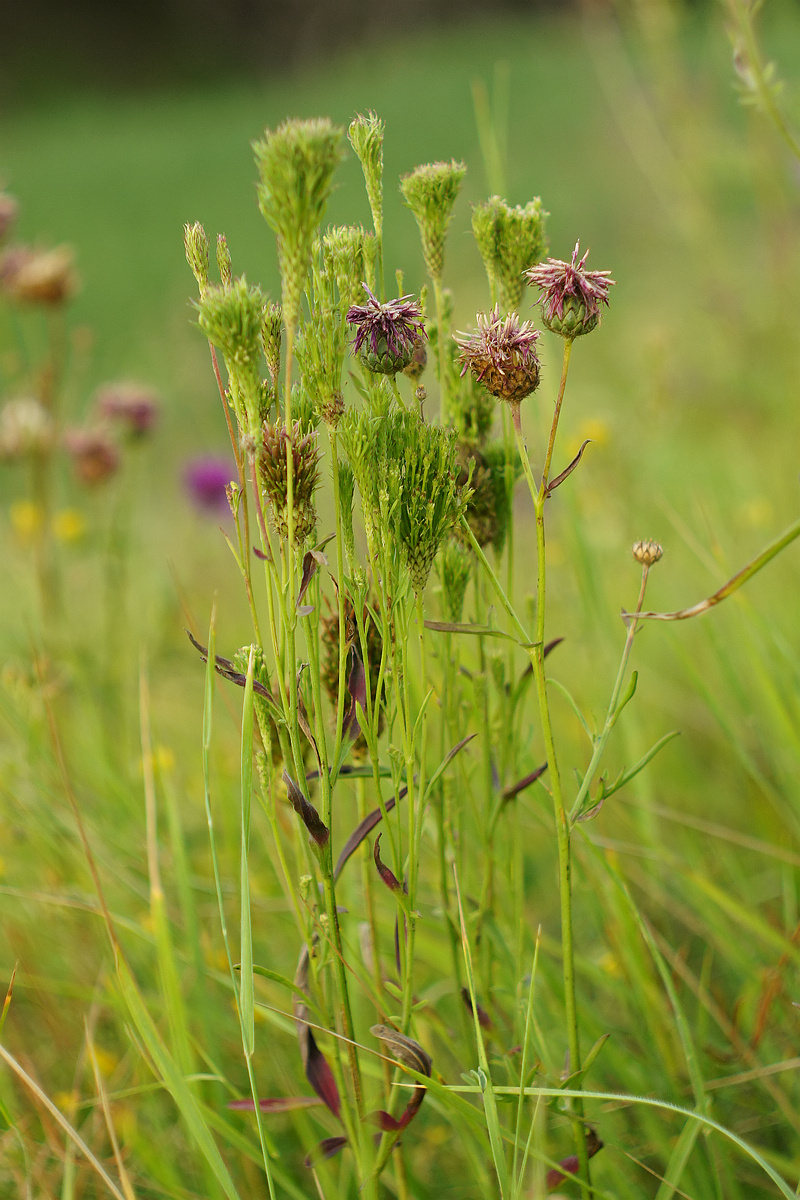 Изображение особи Centaurea adpressa.