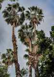 Washingtonia robusta