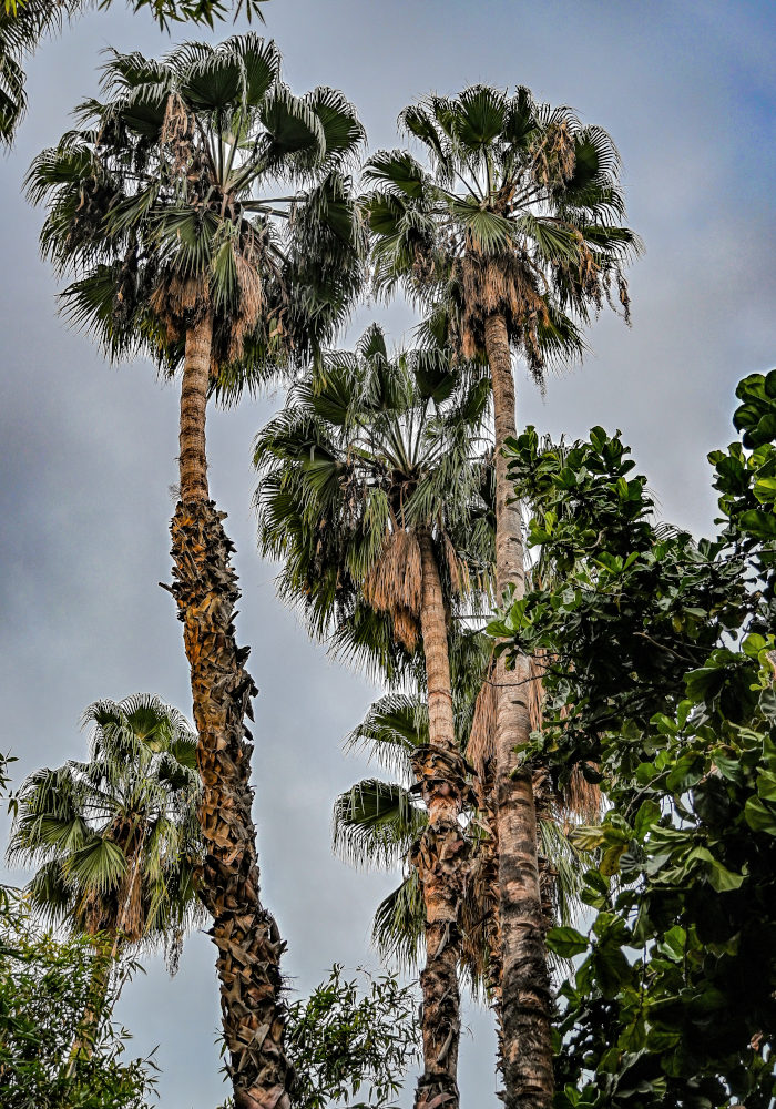 Image of Washingtonia robusta specimen.