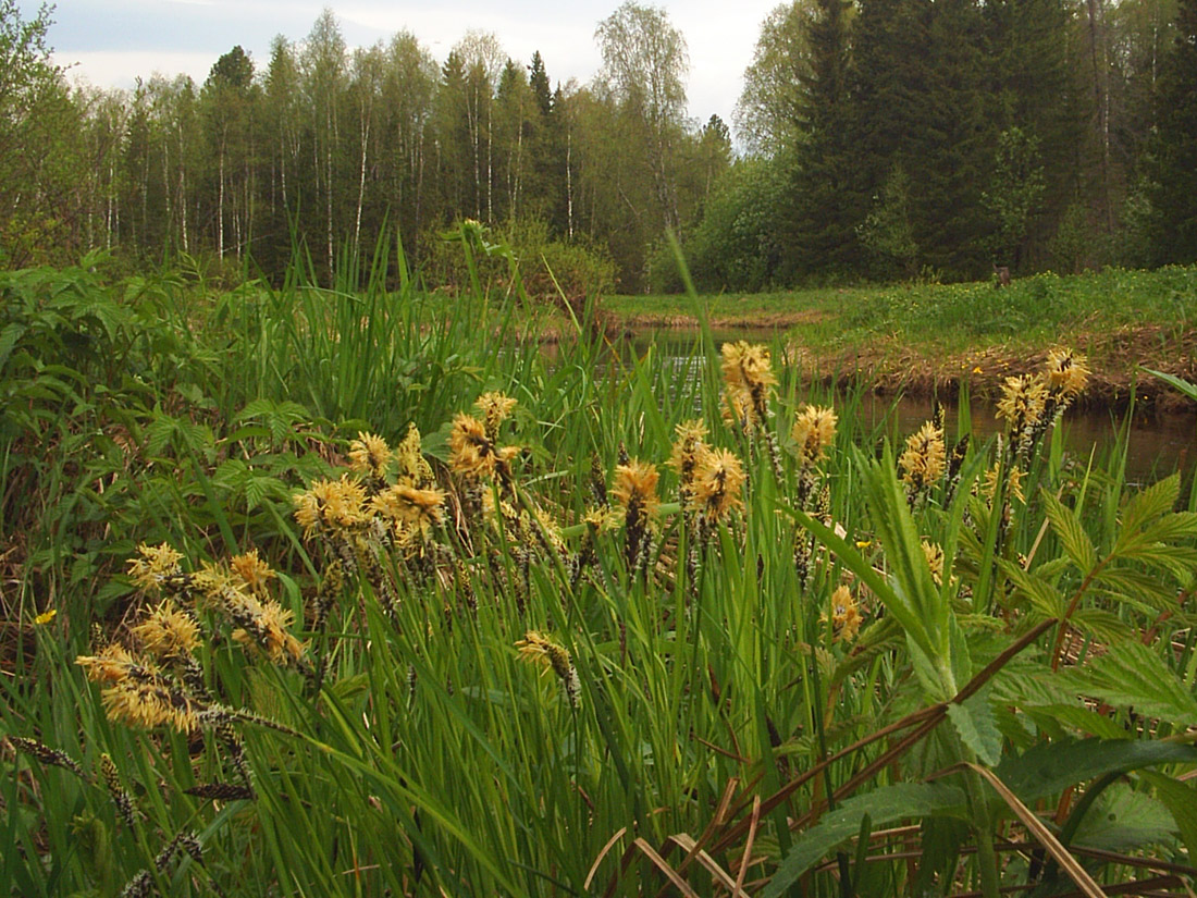 Изображение особи Carex cespitosa.