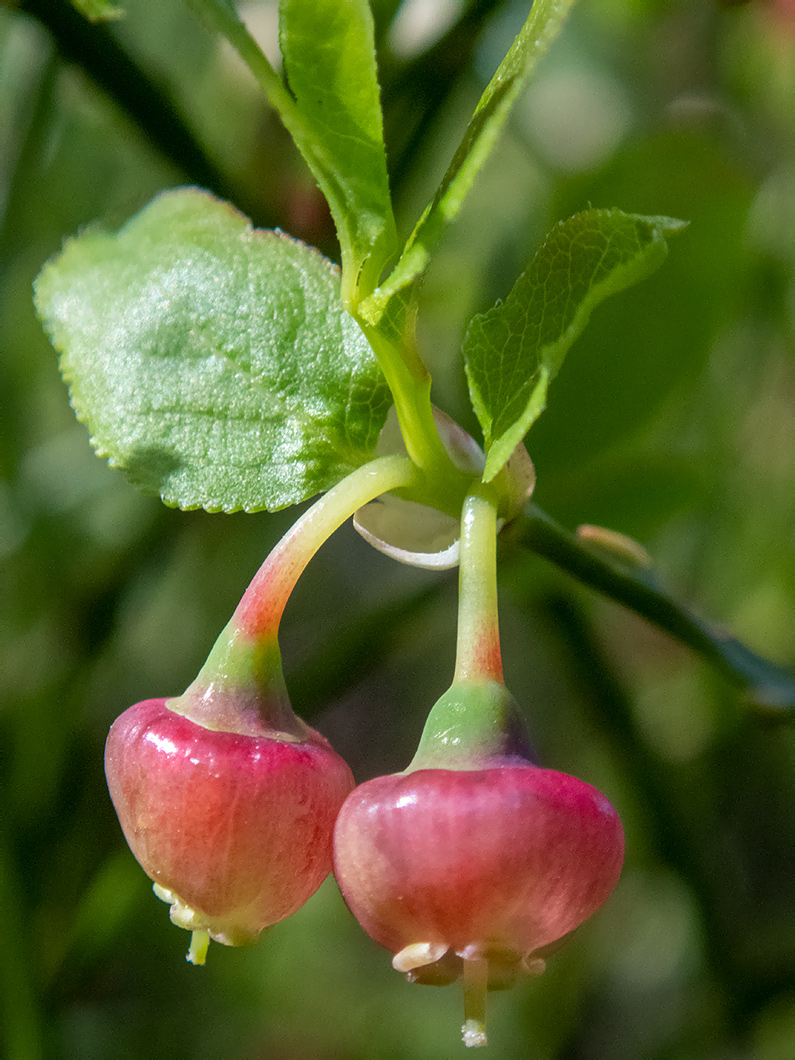 Image of Vaccinium myrtillus specimen.