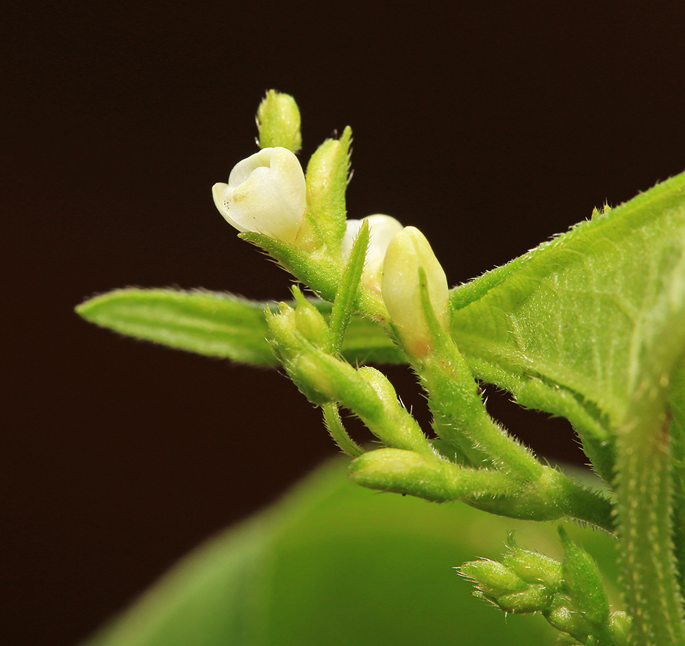 Изображение особи Truellum arifolium.