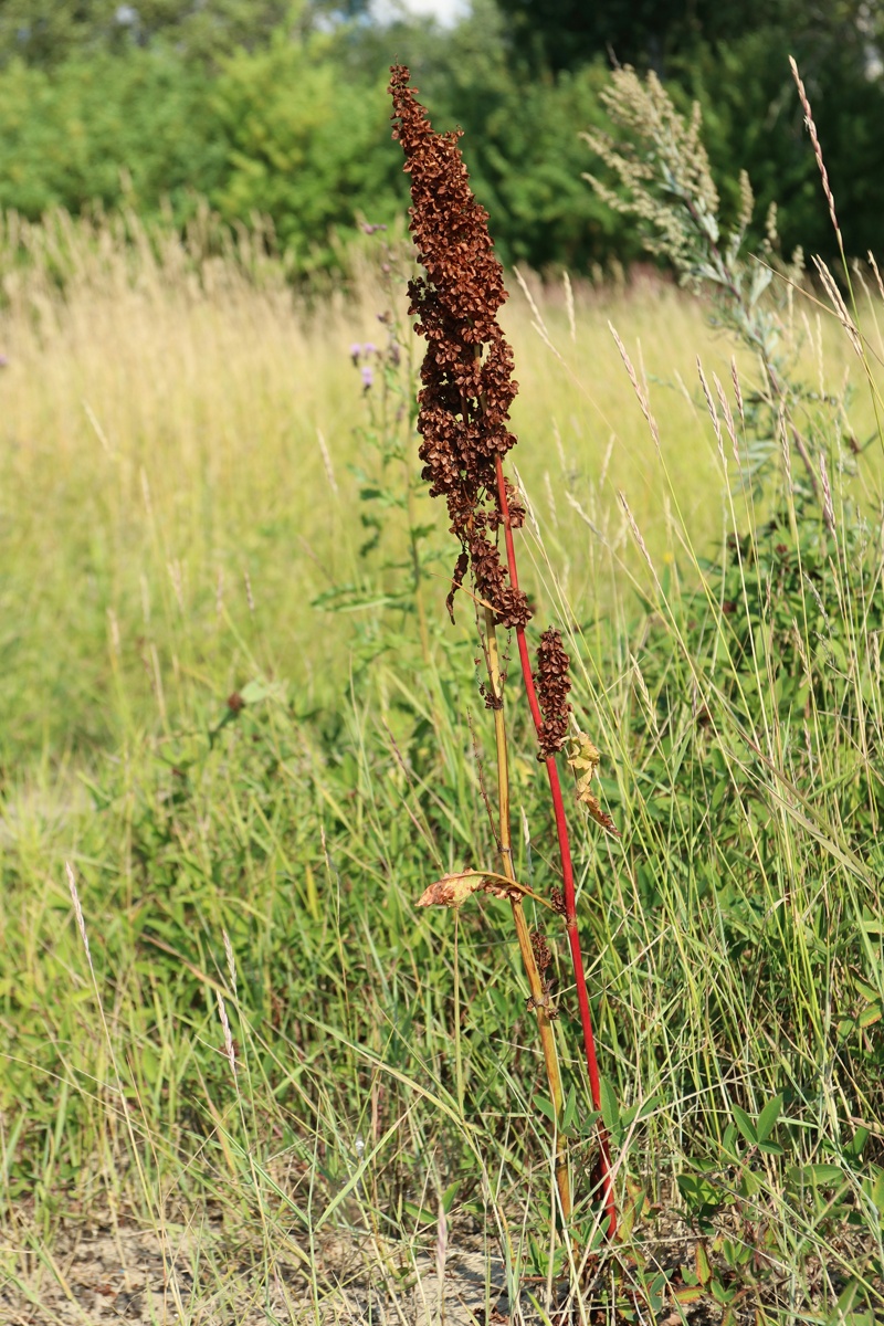 Изображение особи Rumex aquaticus.