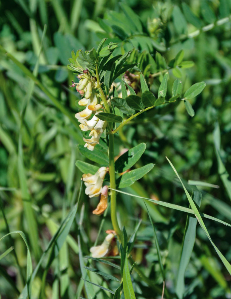 Image of Vicia abbreviata specimen.