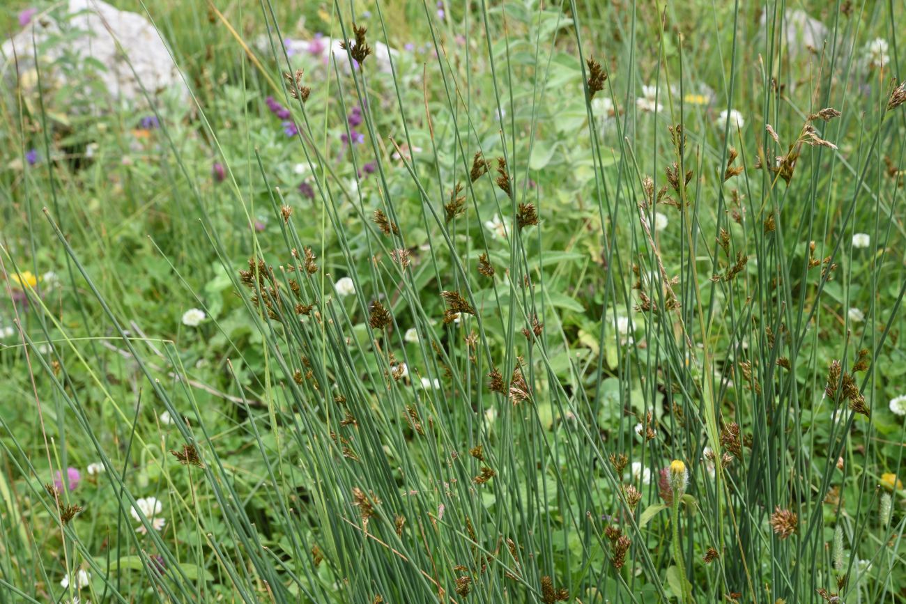 Изображение особи Juncus inflexus.