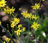 Senecio vernalis. Верхушка цветущего растения. Краснодарский край, м/о город-курорт Анапа, окр. с. Витязево, Витязевская коса, закреплённые пески. 11.06.2021.