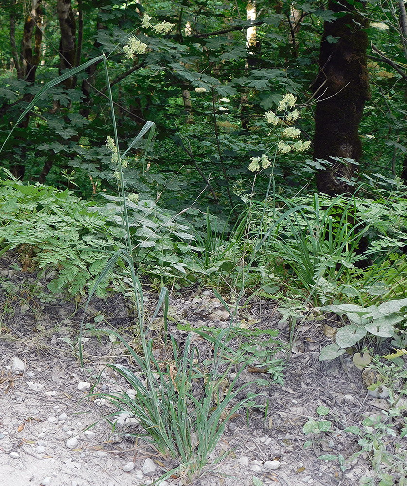 Image of Dactylis glomerata specimen.