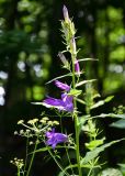 Campanula latifolia. Соцветие с цветками и бутонами. Армения, обл. Тавуш, Дилижанский национальный парк, берег оз. Парз, ≈ 1300 м н.у.м., опушка широколиственного леса. 22.06.2022.