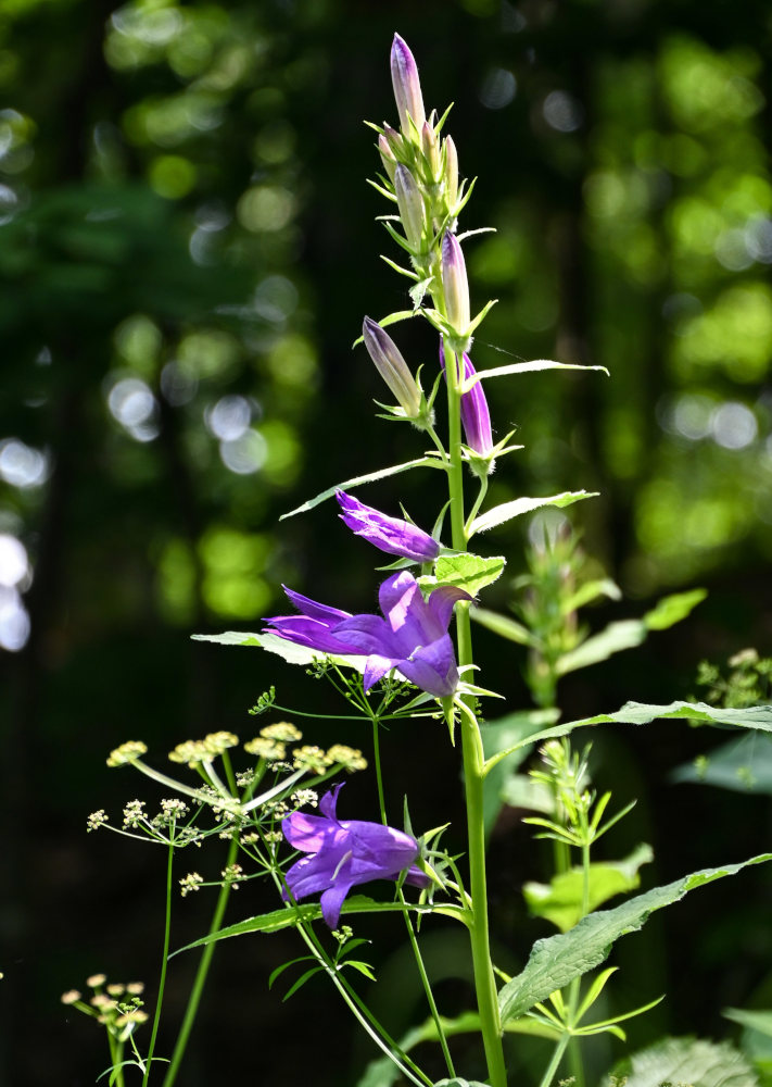 Image of Campanula latifolia specimen.