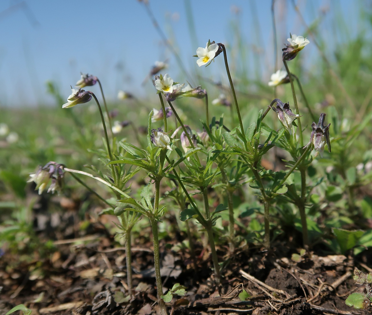 Image of Viola kitaibeliana specimen.