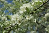 Pyrus salicifolia. Цветущая ветвь. Санкт-Петербург, Фрунзенский р-н, парк \"Яблоневый сад\", в культуре. 14.05.2023.