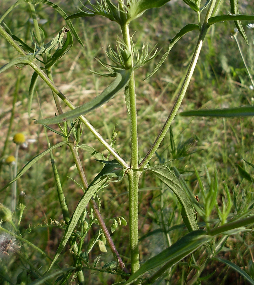 Image of Melampyrum arvense specimen.