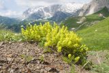 Cruciata valentinae. Цветущее растение. Адыгея, Кавказский биосферный заповедник, гора Гузерипль, ≈ 2150 м н.у.м., склон из ожелезнённого слабокарбонатного песчаника с обломками сидерита. 28.06.2023.
