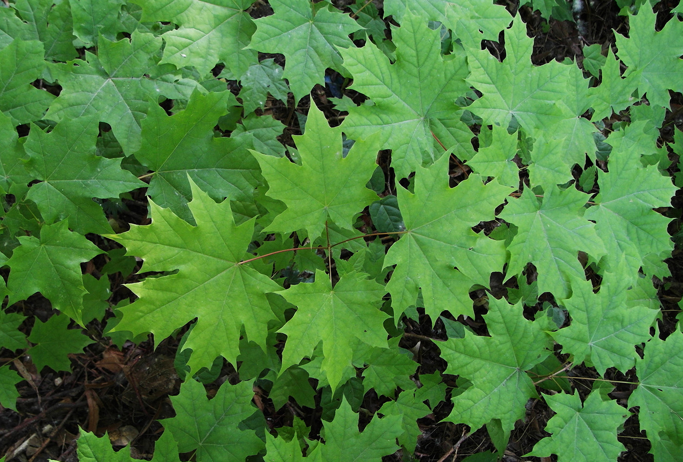 Image of Acer platanoides specimen.