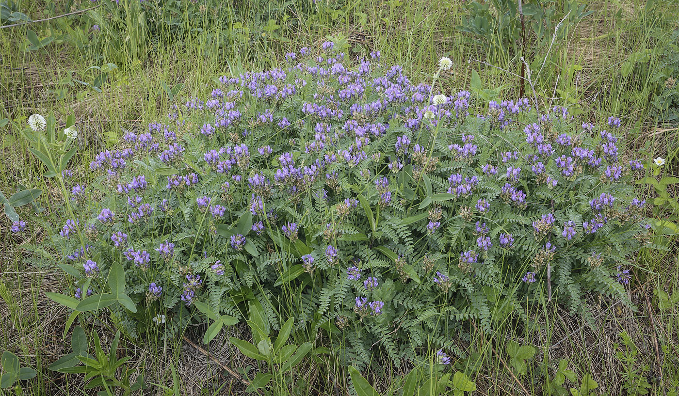 Изображение особи Astragalus danicus.