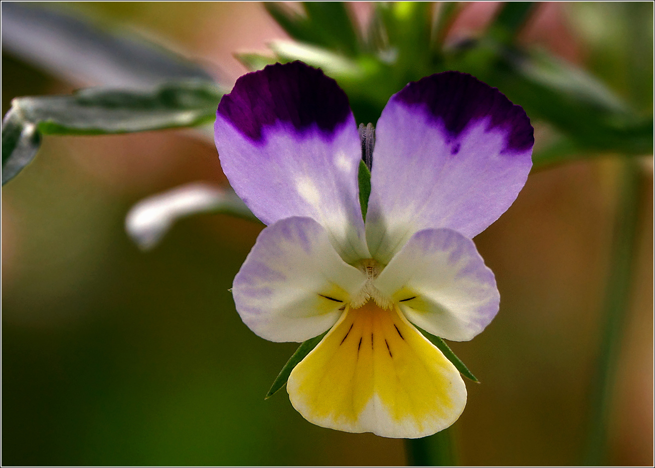 Изображение особи Viola wittrockiana.