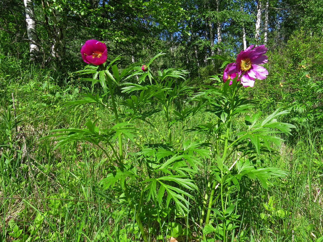 Изображение особи Paeonia anomala.