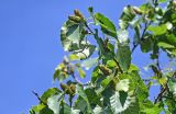 Betula ermanii