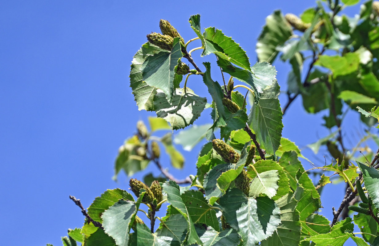 Image of Betula ermanii specimen.