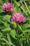 Trifolium medium