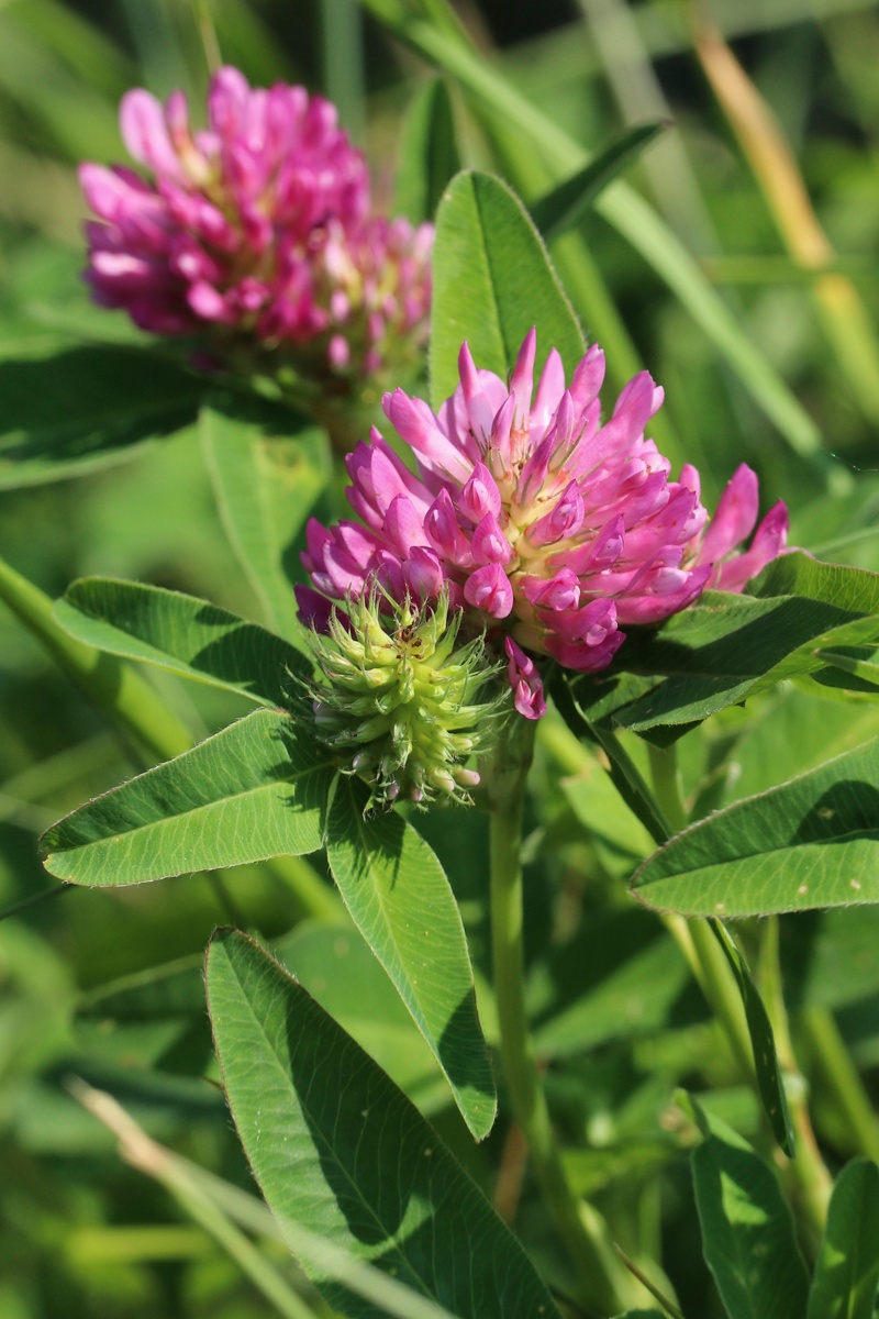 Image of Trifolium medium specimen.