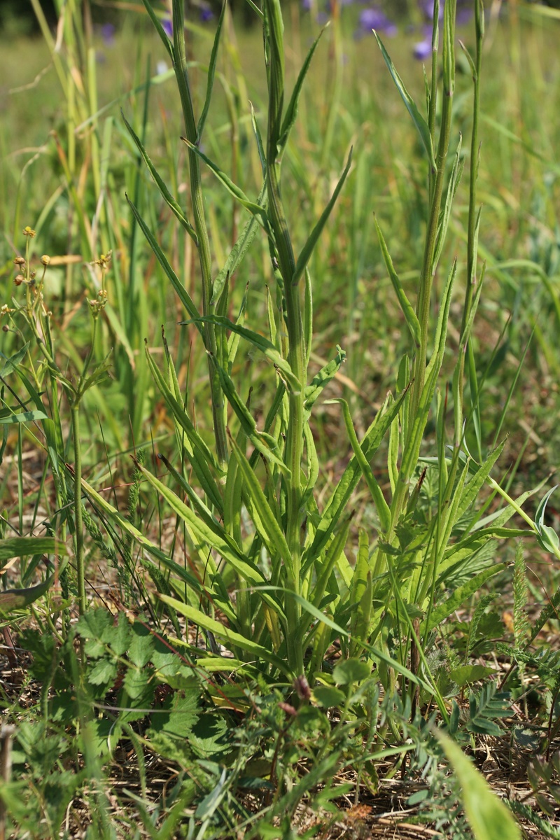 Изображение особи Campanula persicifolia.