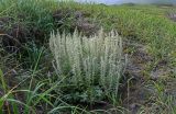 Artemisia stelleriana. Цветущие растения в сообществе с Leymus mollis. Курильские о-ва, о-в Кунашир, бухта Головнина, песчаный пляж. 18.08.2022.