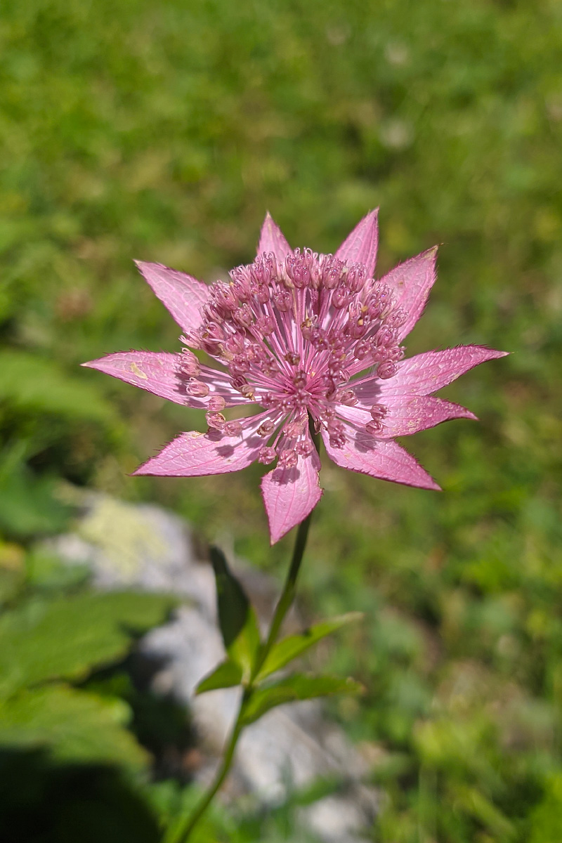 Image of Astrantia maxima specimen.