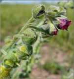 Cynoglossum officinale. Верхушка растения с цветами и плодами. Нижегородская обл., окр. дер. Языково, пойма р. Сура, остепнённый склон. 6 июня 2010 г.