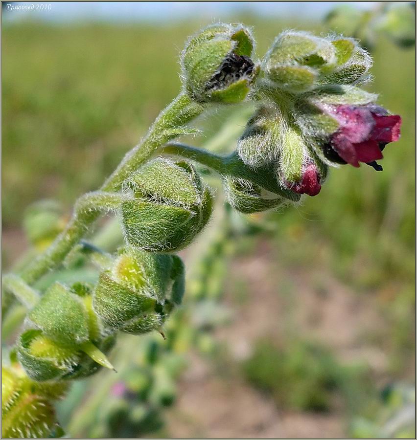 Изображение особи Cynoglossum officinale.