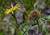 Inula hirta. Верхушки побегов с цветущим и отцветшим соцветиями. Оренбургская обл., Кувандыкский гор. округ, Карагай-Губерлинское ущелье, луг. 04.07.2023.