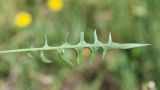 Taraxacum scariosum. Лист (абаксиальная поверхность). Республика Саха (Якутия), г. Якутск, сорное на газоне. 02.08.2023.