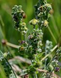 Cynoglossum officinale