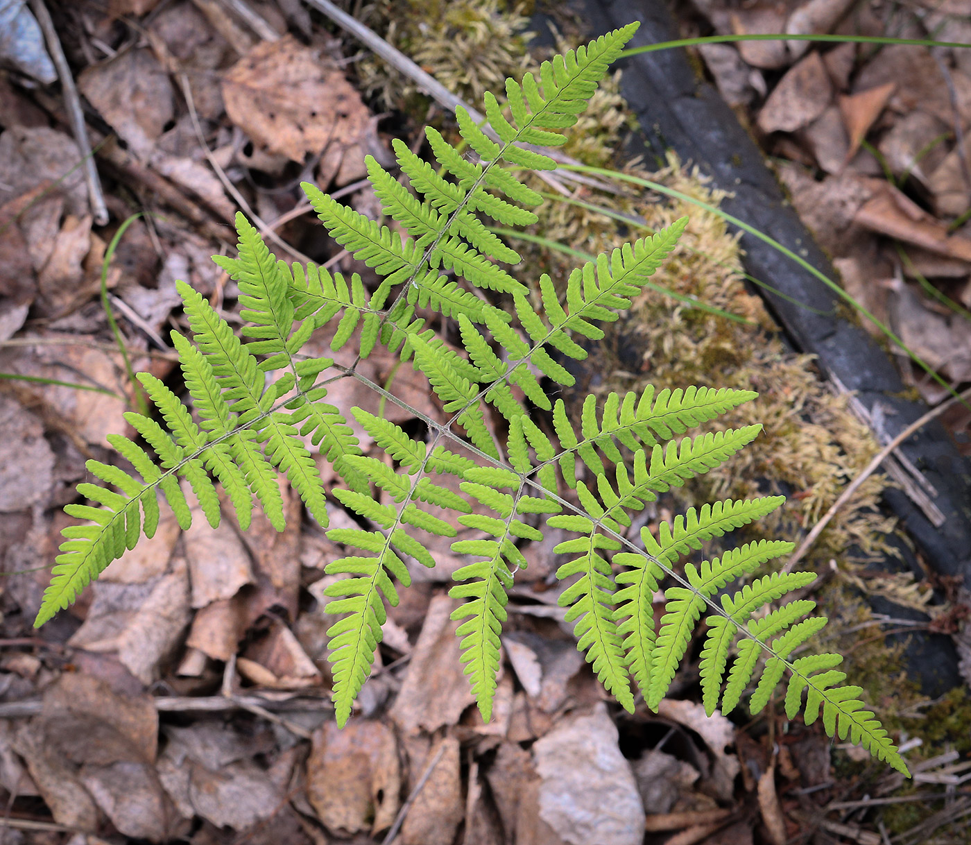 Image of Gymnocarpium robertianum specimen.