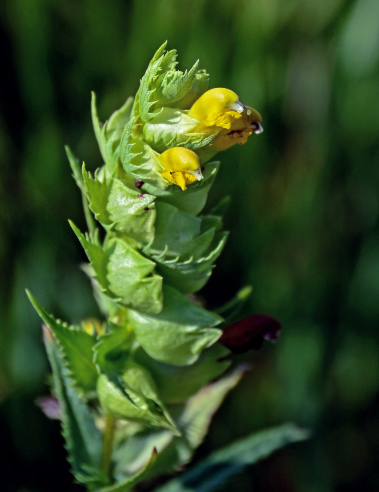 Image of genus Rhinanthus specimen.