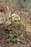 Cardamine hirsuta