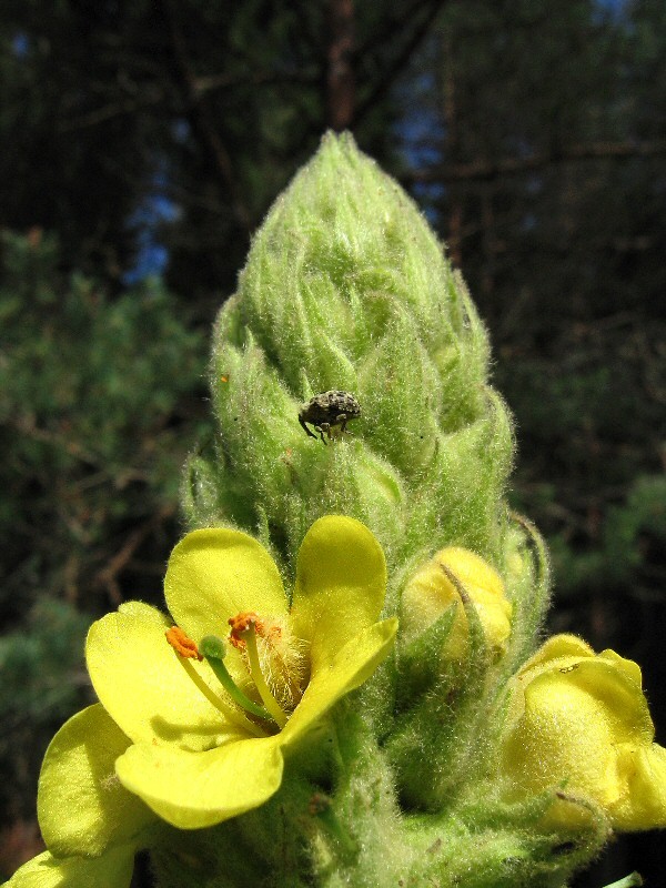 Image of Verbascum thapsus specimen.