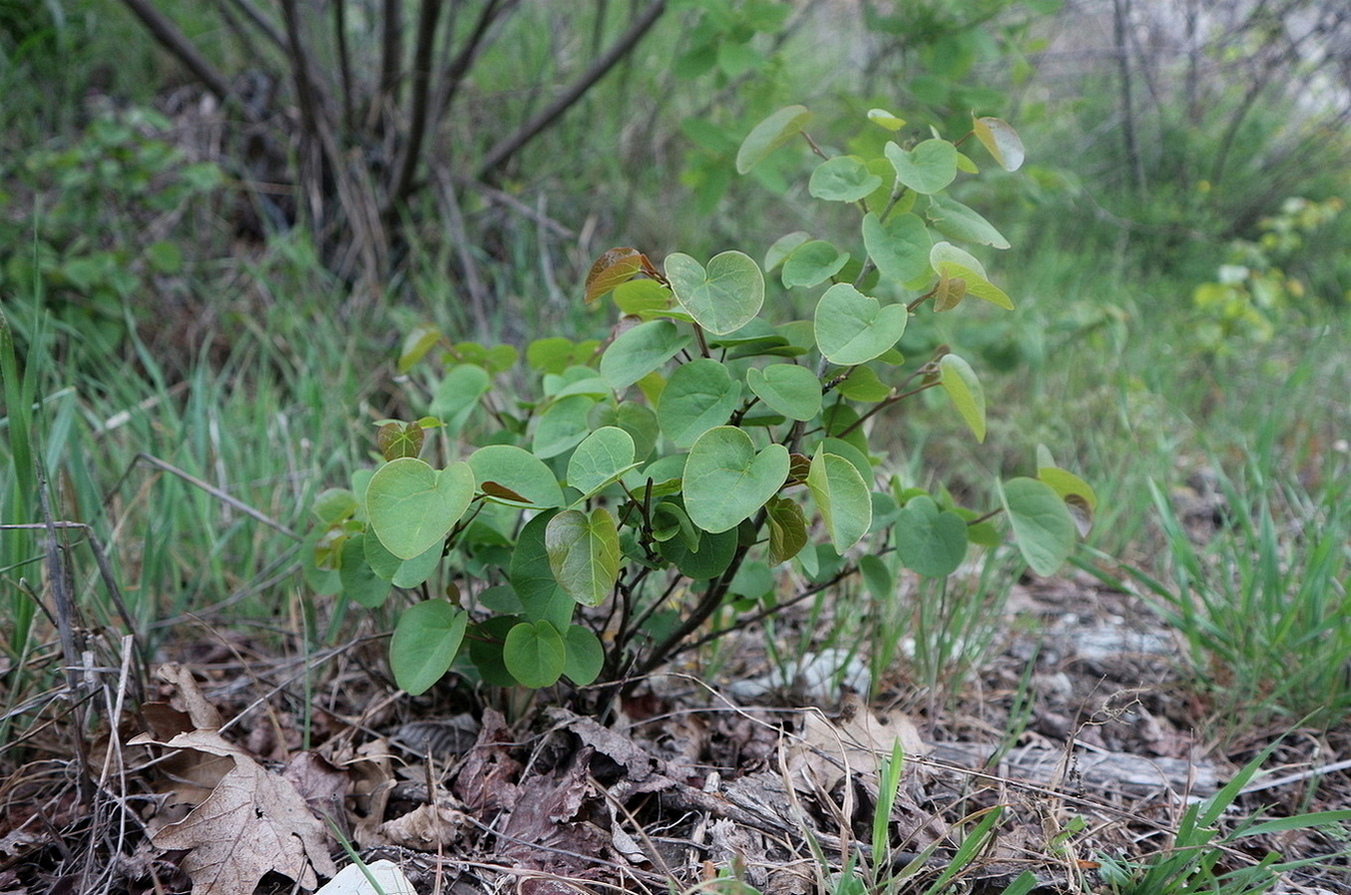 Image of Cercis siliquastrum specimen.