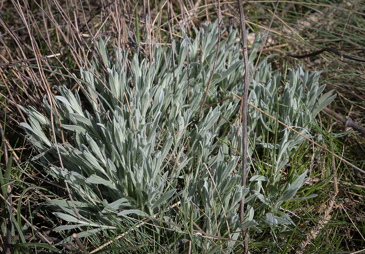 Image of Galatella villosa specimen.
