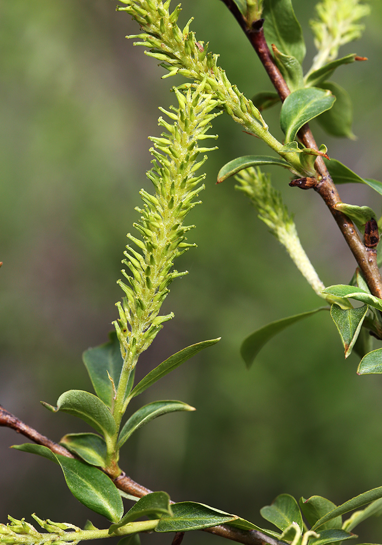 Image of Salix nipponica specimen.