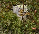 genus Pulsatilla. Нижняя часть плодоносящего растения. Кабардино-Балкария, Эльбрусский р-н, гора Чегет, окр. оз. Донгуз-Орун, ≈ 2500 м н.у.м., травянистый склон. 28 августа 2023 г.