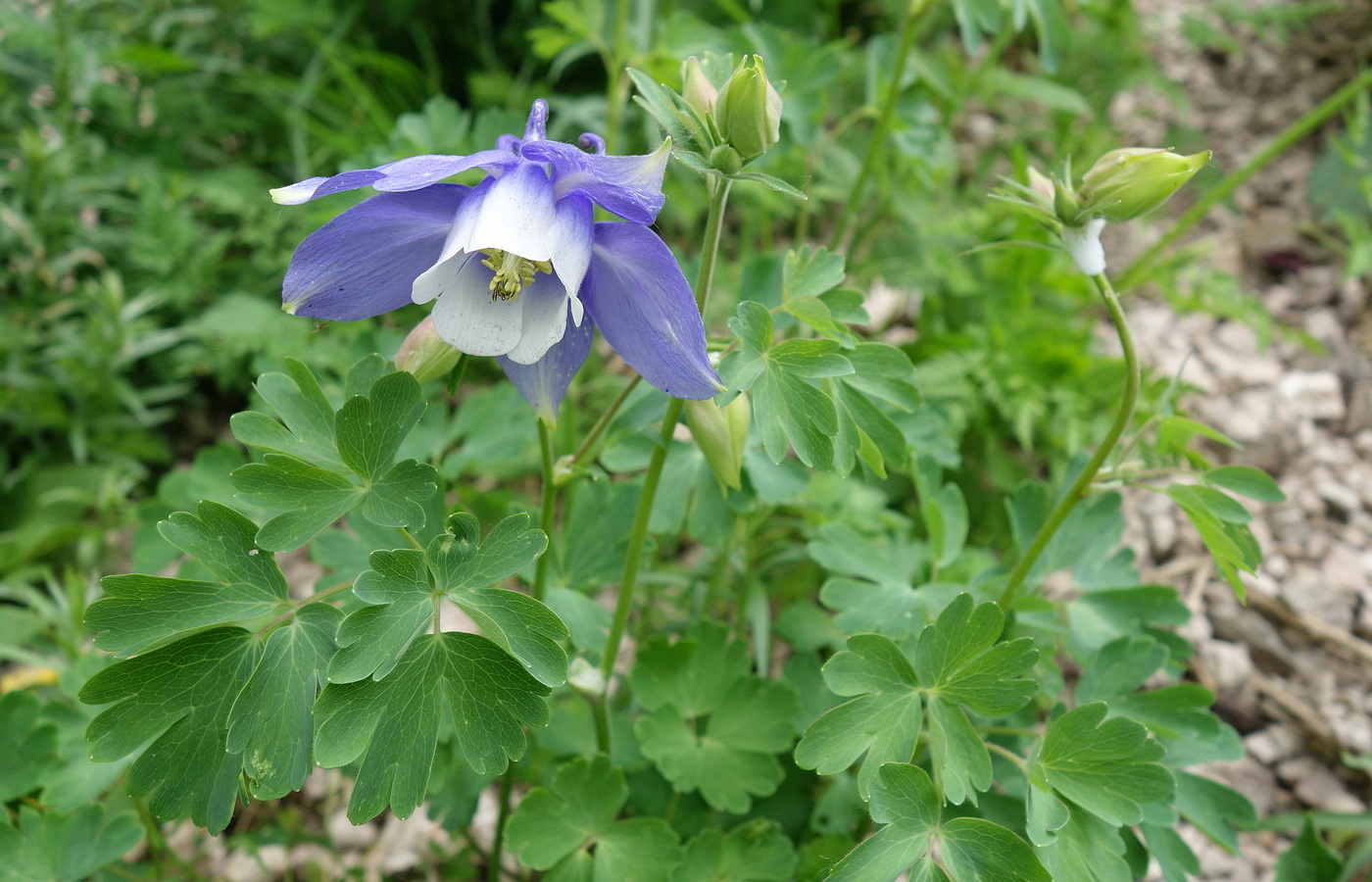 Изображение особи Aquilegia olympica.