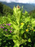 Cirsium kusnezowianum