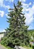 Picea pungens. Взрослое дерево. Грузия, Самцхе-Джавахети, г. Боржоми, в культуре. 14.06.2023.