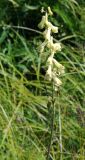 Aconitum ajanense