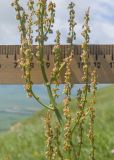 Rumex tuberosus. Часть соцветия. Карачаево-Черкесия, Зеленчукский р-н, гора Джисса, ≈ 1600 м н.у.м., субальпийский луг. 14.06.2024.