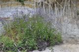 Lactuca sibirica